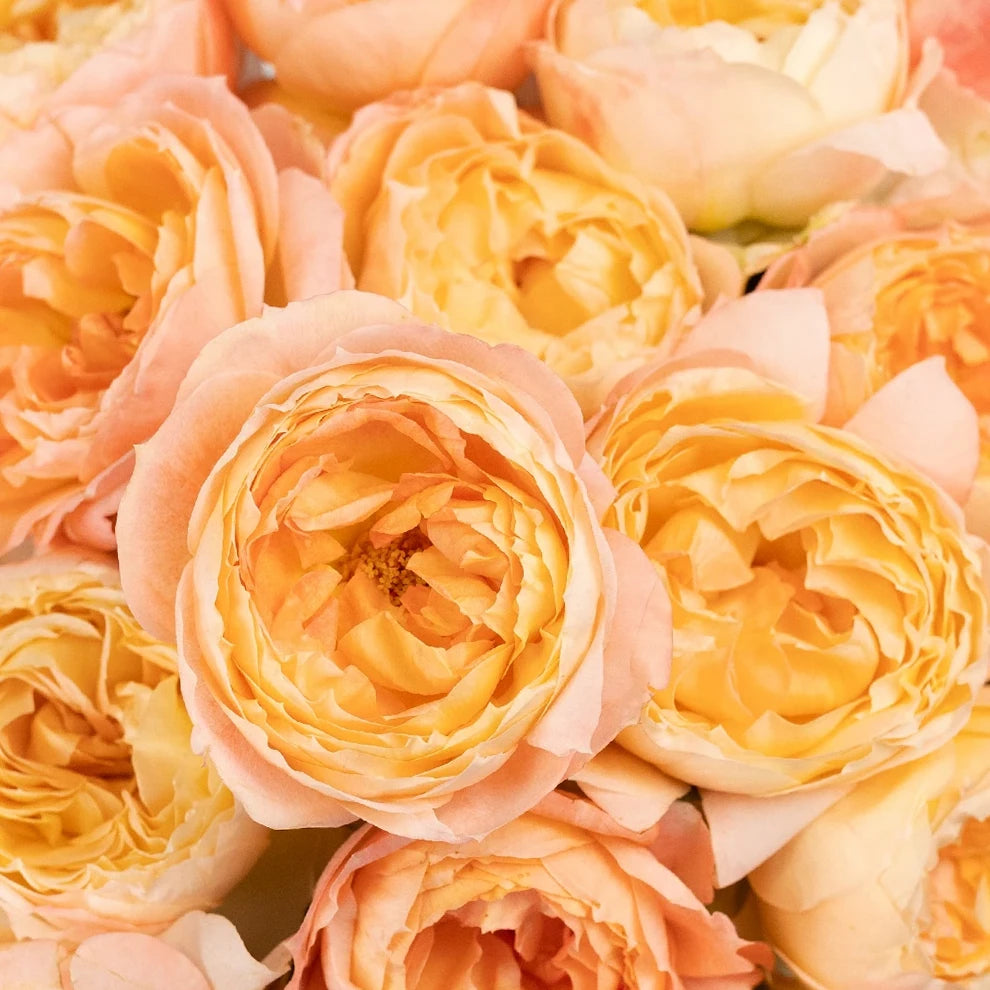 Princess Aiko Roses Garden - main