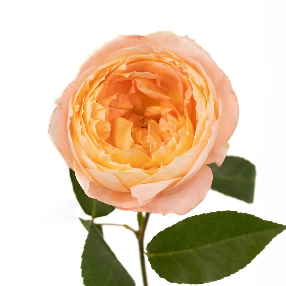 Princess Aiko Roses Garden - alternative 1