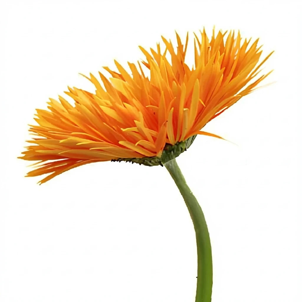 Orange Gerberas Spider - alternative 1