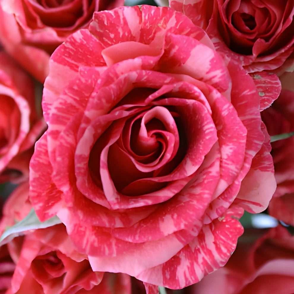 Pink Flash Roses Spray - main