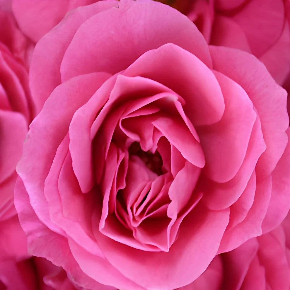 Super Nova Roses Spray - main