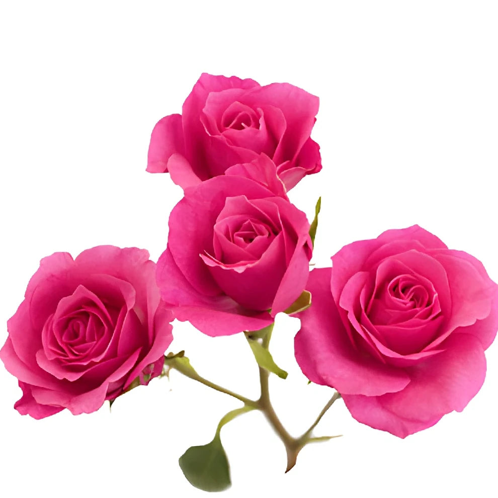 Pink Roses Spray - alternative 1