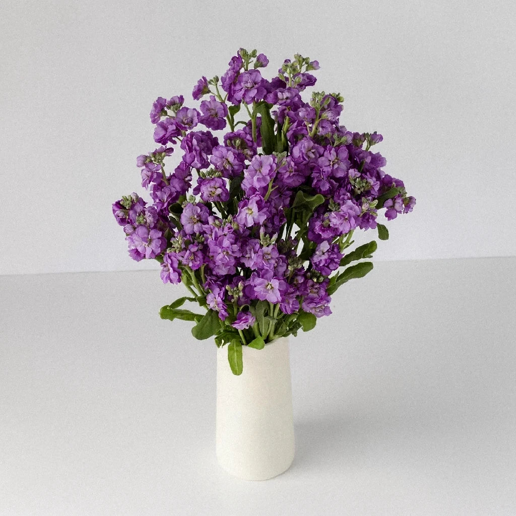 Purple Stock Spray - alternative 2