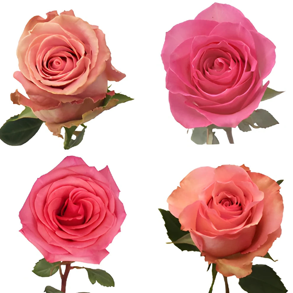 Saga Roses Standard - main