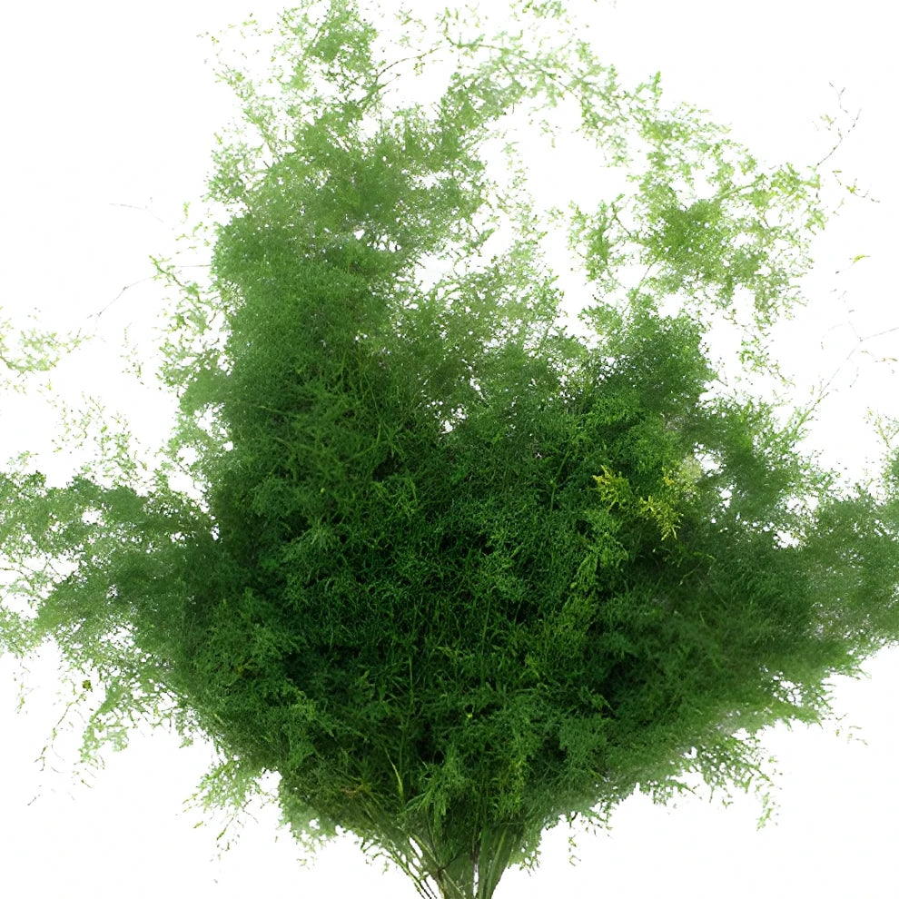 Deflexus Greenery - alternative 1