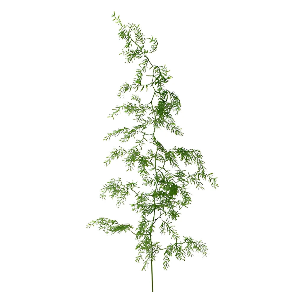 Star Asparagus Greenery - alternative 2