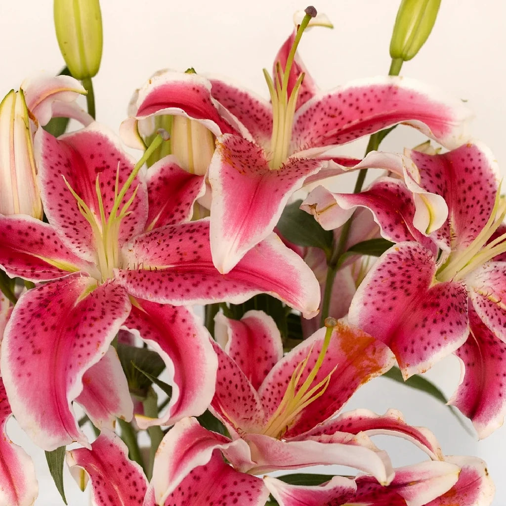 Stargazer Lilies Oriental - alternative 2