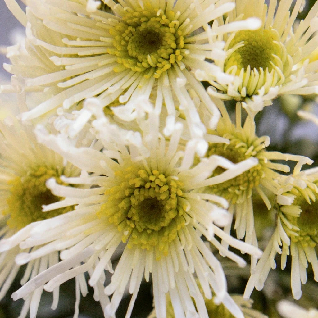 Annecy White Pom Novelty - alternative 1