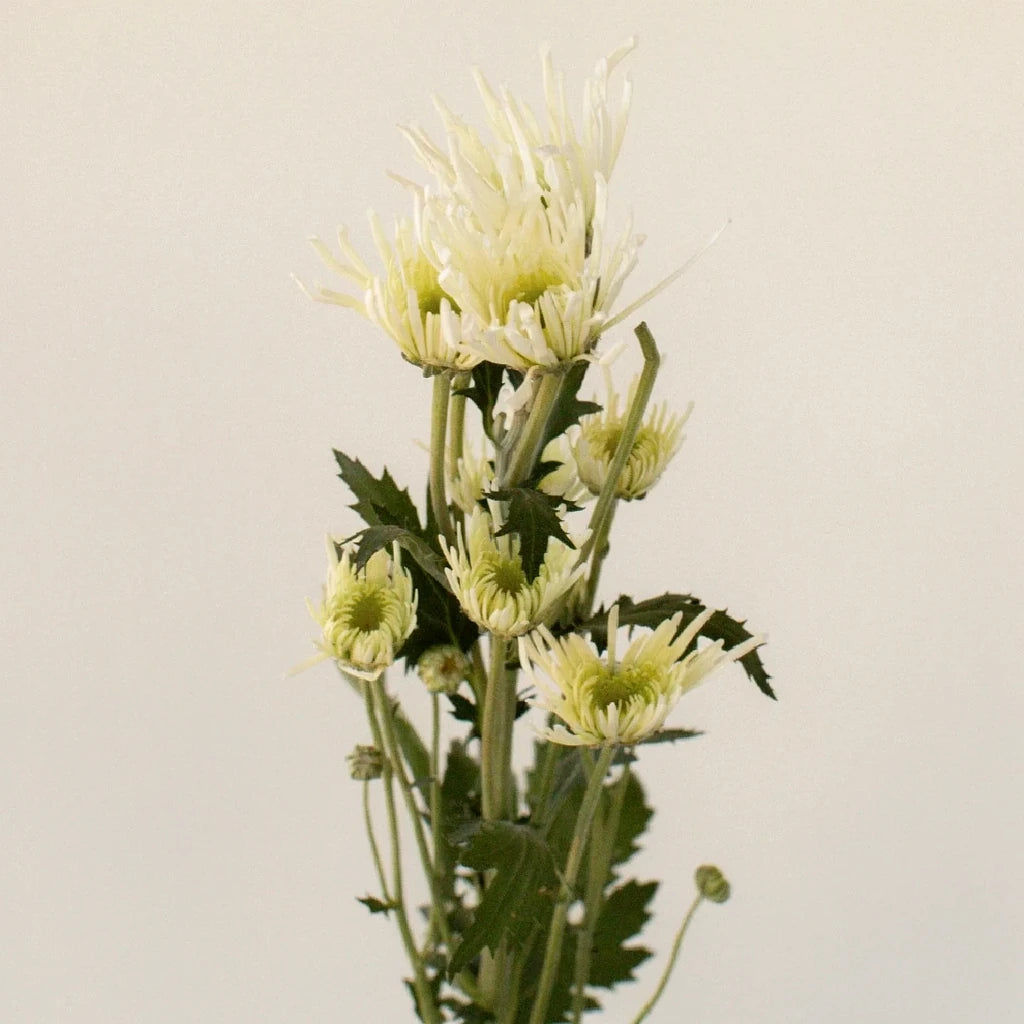 Annecy White Pom Novelty - alternative 2