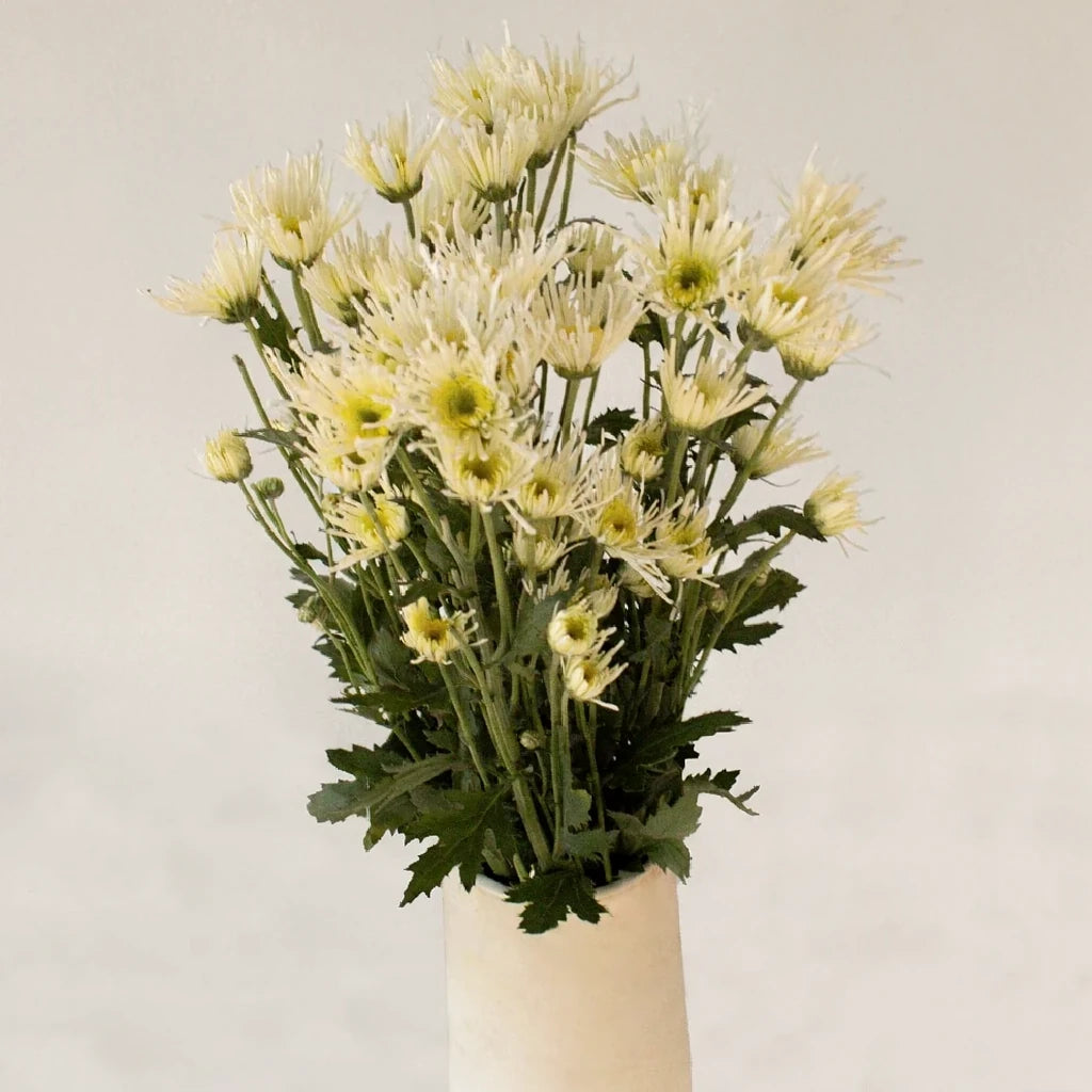 Annecy White Pom Novelty - main