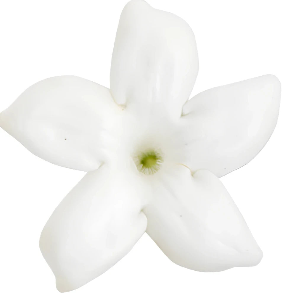 White Stephanotis - main