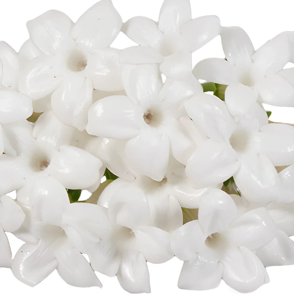 White Stephanotis - alternative 3
