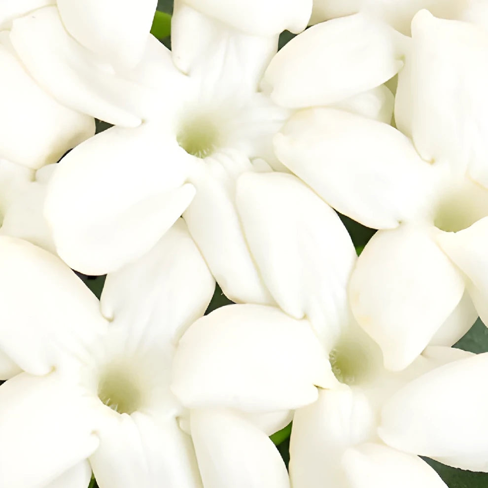 White Stephanotis - alternative 1