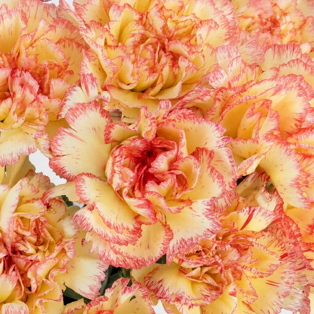 Komachi Fiesta Carnations - alternative 1