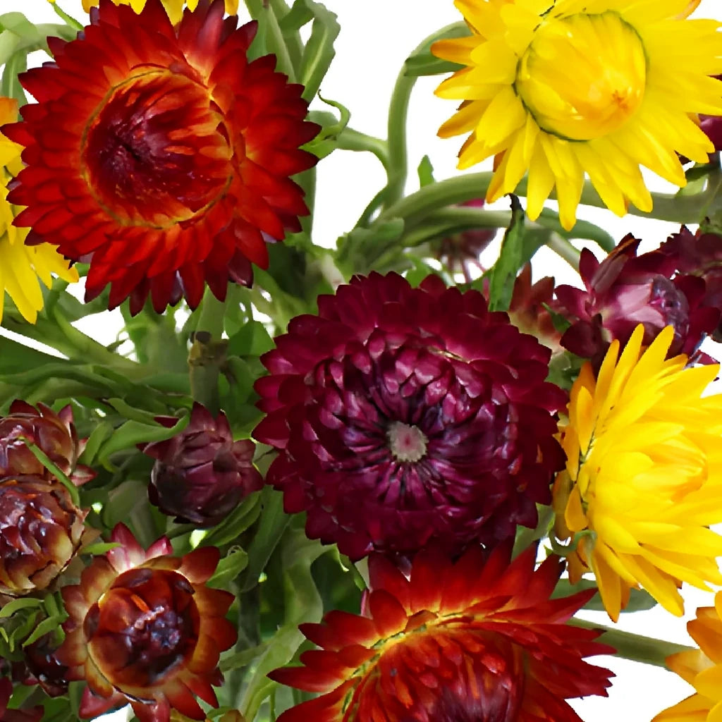 Assorted Straw Flower - alternative 1