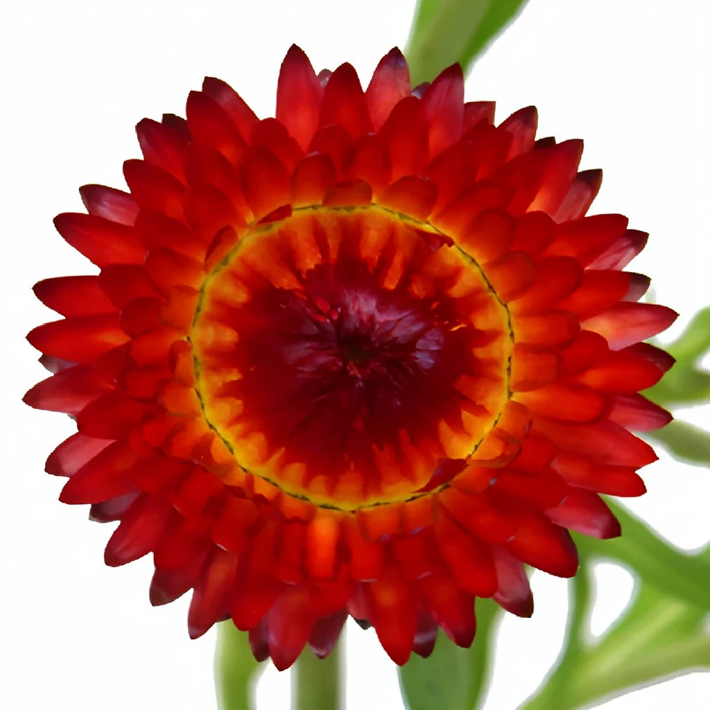 Red Straw Flower - main