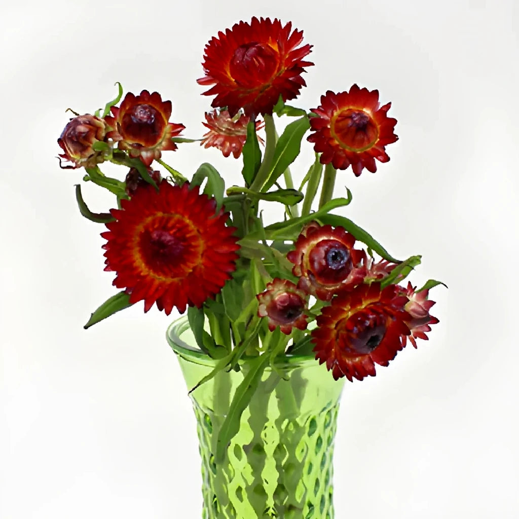 Burgundy Straw Flower - main