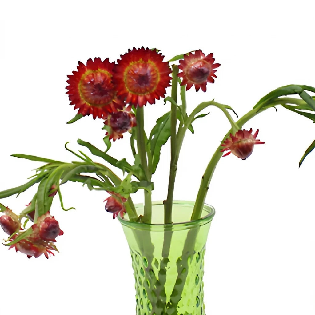 Burgundy Straw Flower - alternative 3