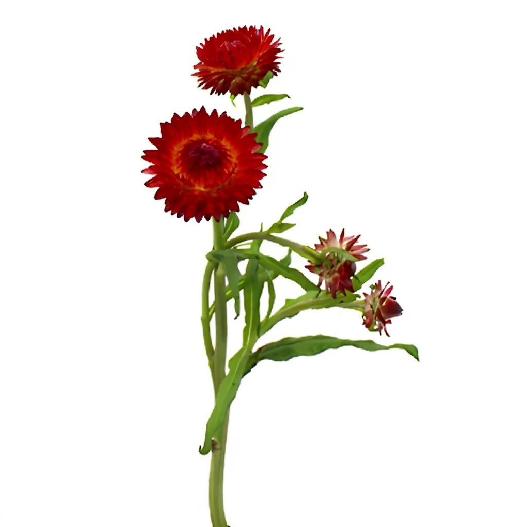 Burgundy Straw Flower - alternative 4