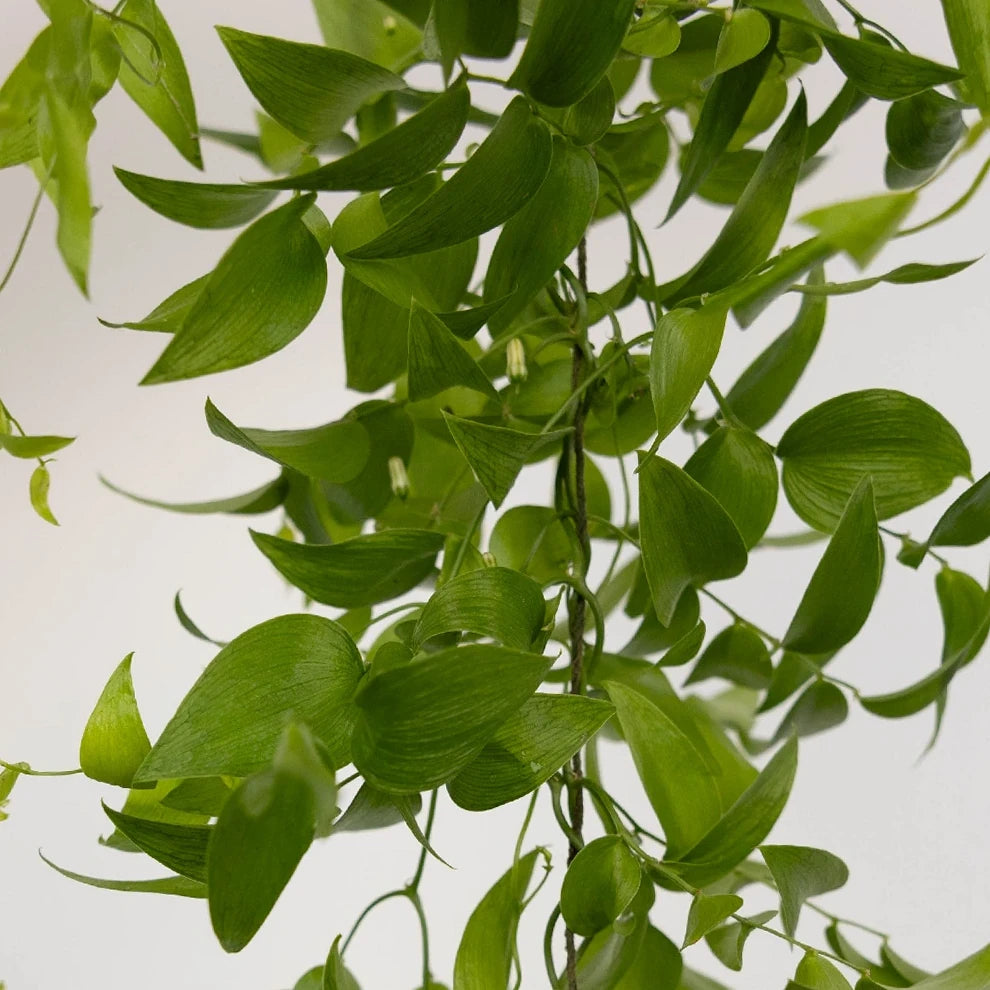 String Smilax Greenery - alternative 2