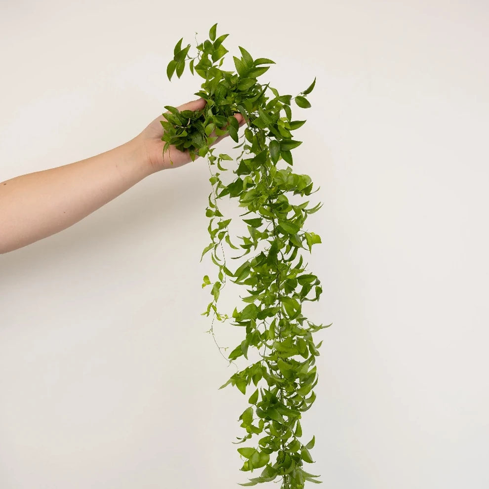 String Smilax Greenery - main