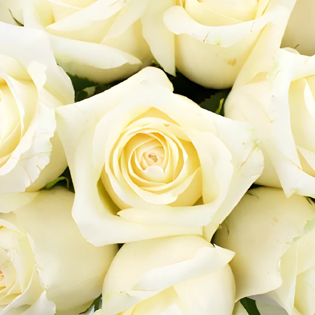 Sublime Roses Standard - alternative 1