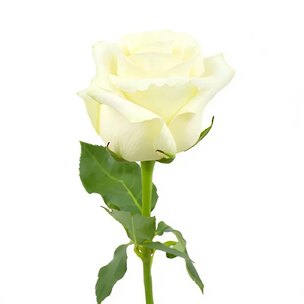 Sublime Roses Standard - alternative 3