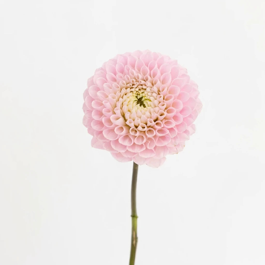 Honeycomb Dahlias - Blush - alternative 2