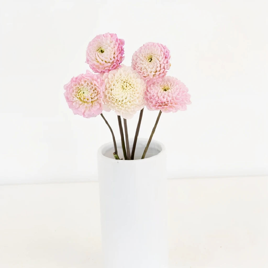 Honeycomb Dahlias - Blush - main