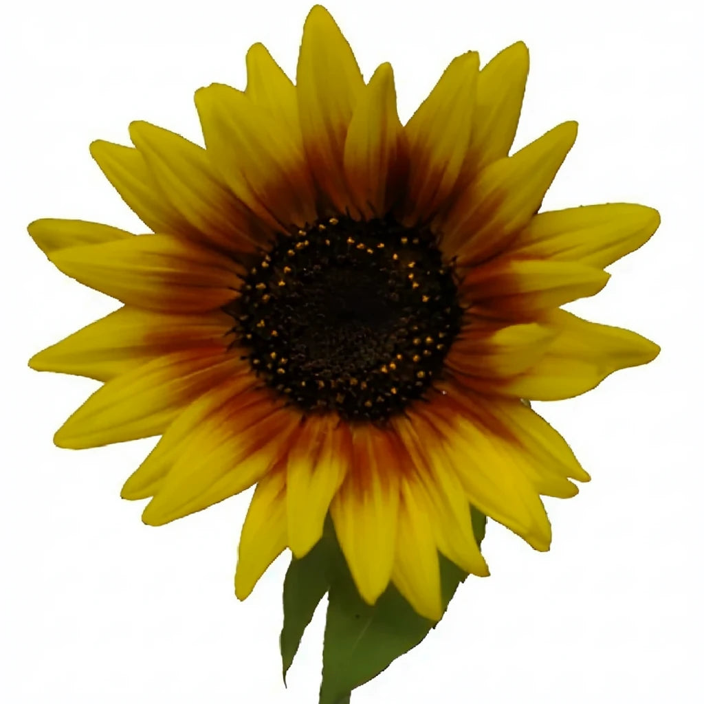 Mahogany Sunflowers - main
