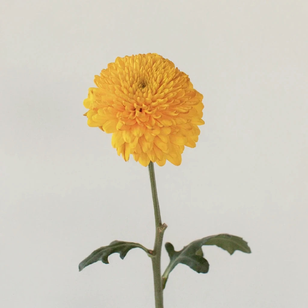 Paladov Cremon - Yellow - alternative 2