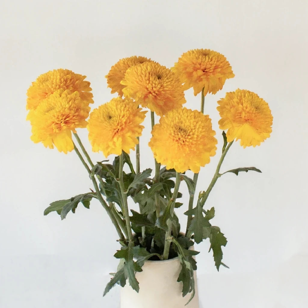 Paladov Cremon - Yellow - alternative 1