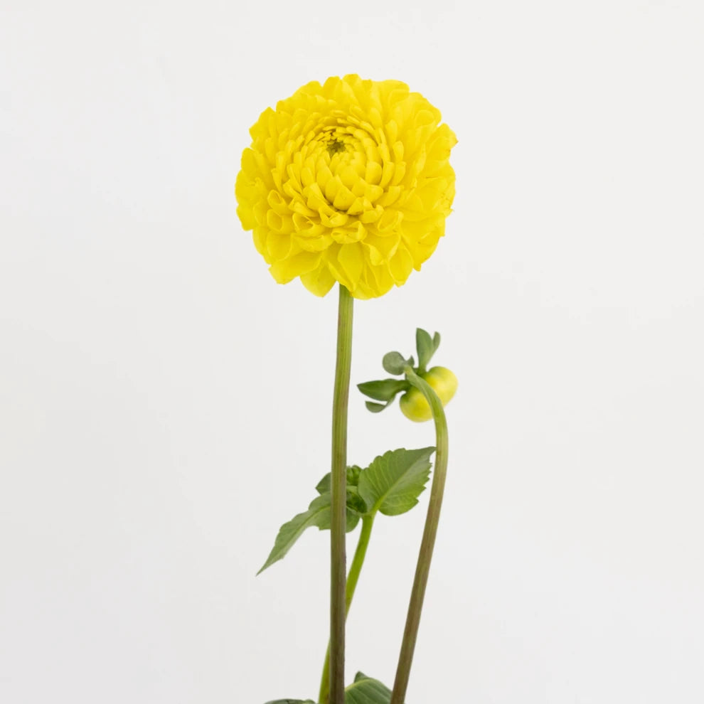 Yellow Dahlias - alternative 1