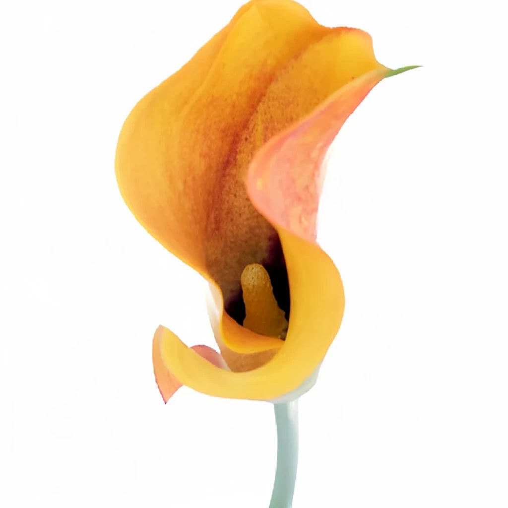 Papaya Calla Lily Mini - alternative 3