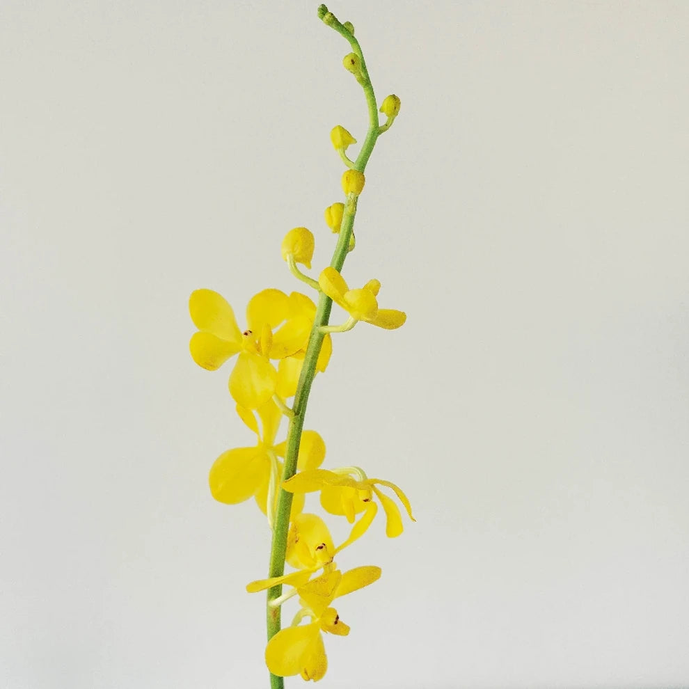 Gold Orchids Mokara - alternative 1
