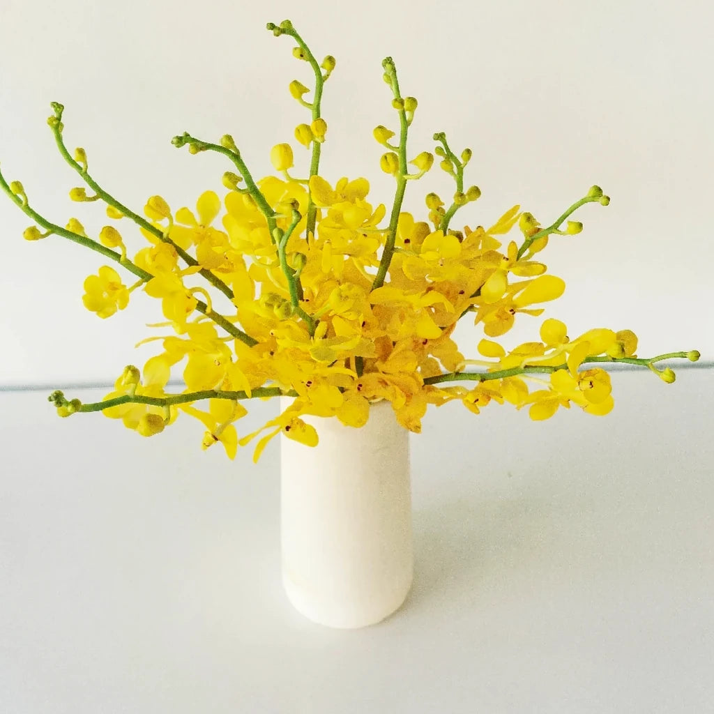 Yellow Orchids Mokara - alternative 2