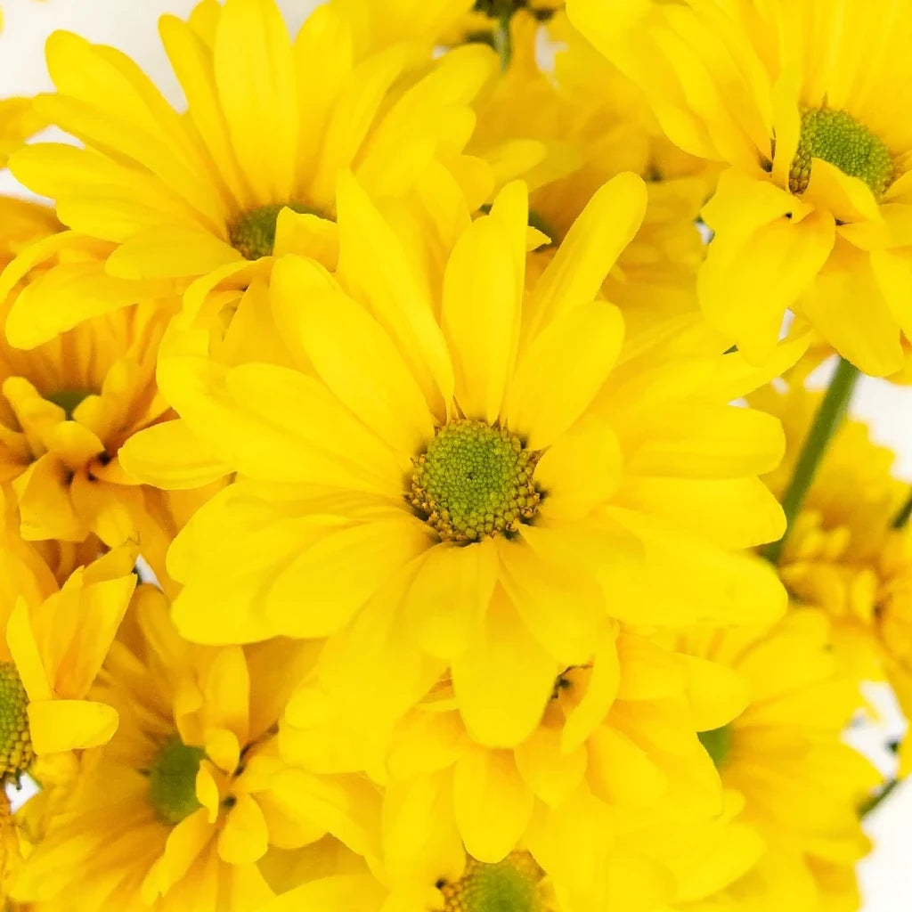 Factor Pom Daisy - alternative 1