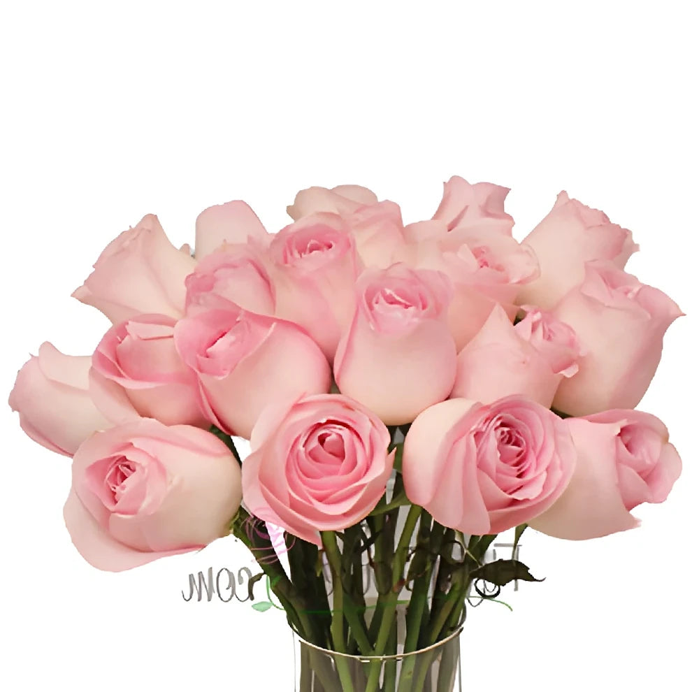 Sweet Akito Roses Standard - alternative 1