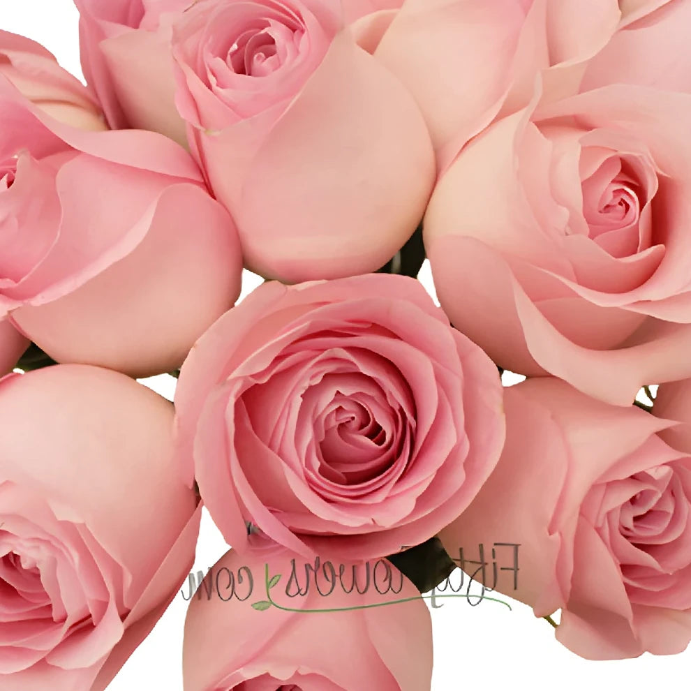 Sweet Akito Roses Standard - main