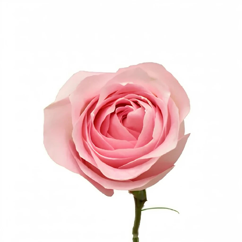 Sweet Akito Roses Standard - alternative 2