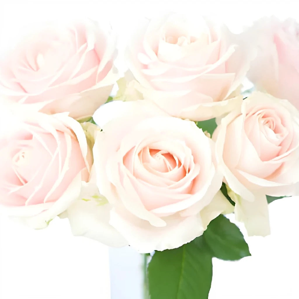 Sweet Avalanche Roses Standard - alternative 1