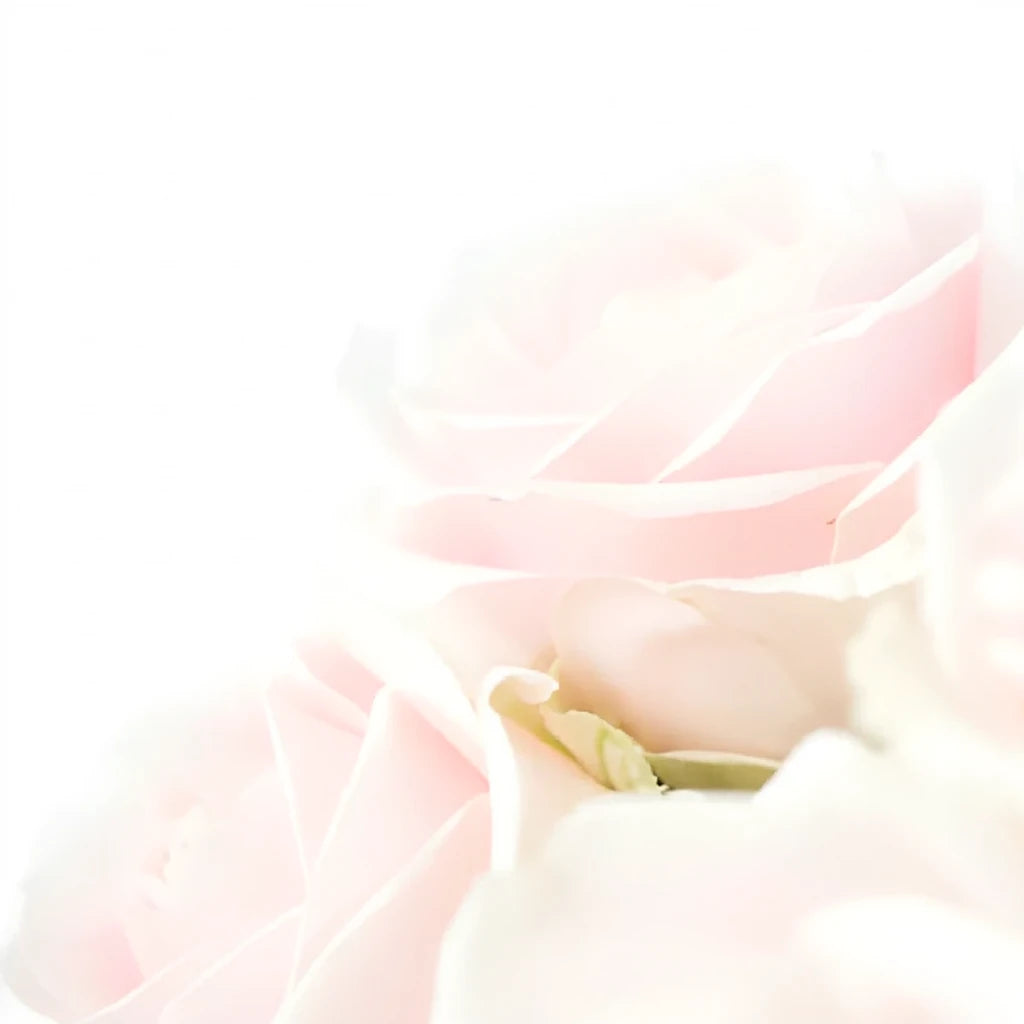 Sweet Avalanche Roses Standard - alternative 2