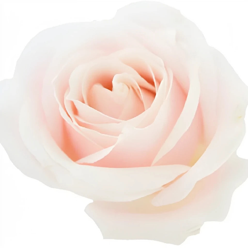 Sweet Avalanche Roses Standard - alternative 3