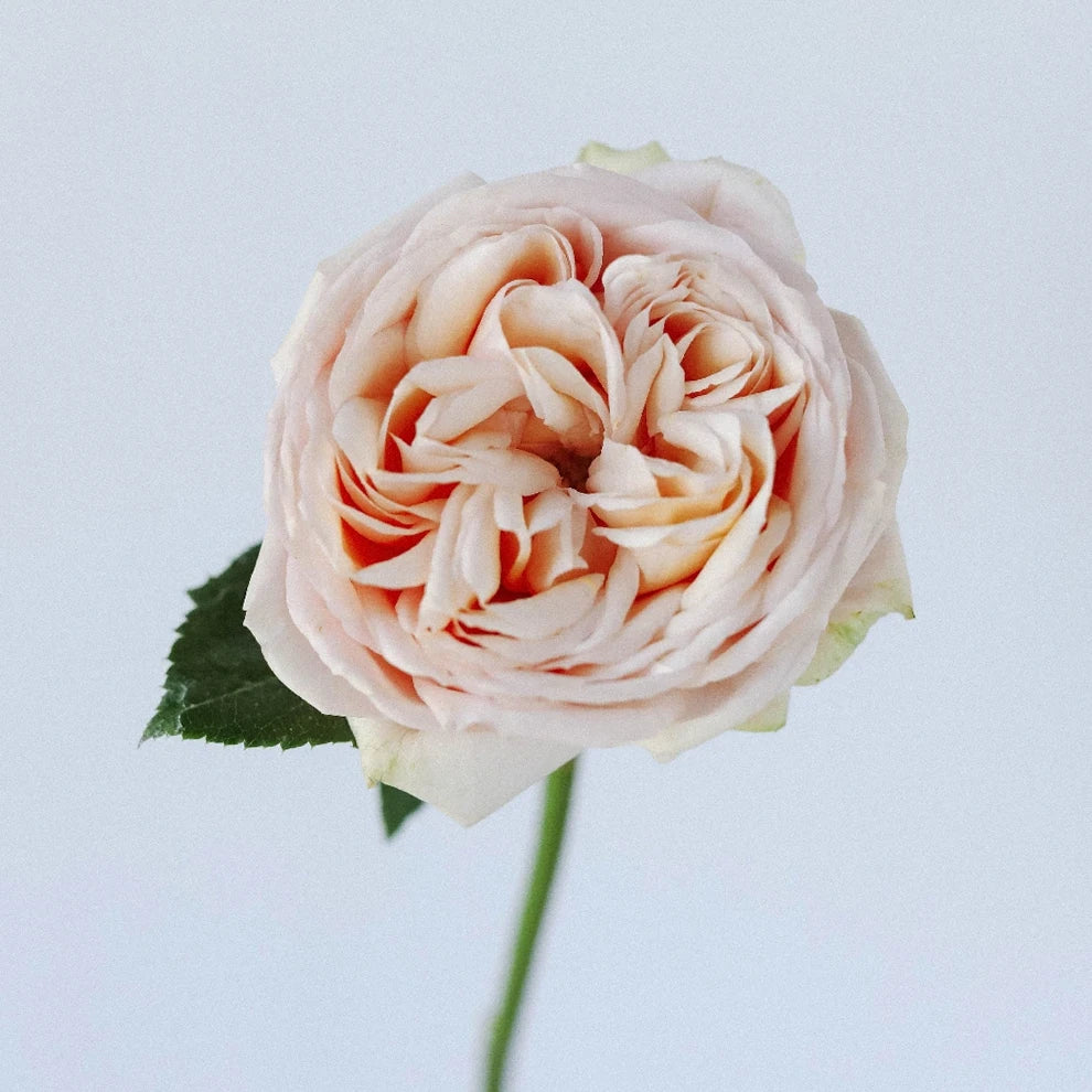 Sweet Catalina Roses Garden - main