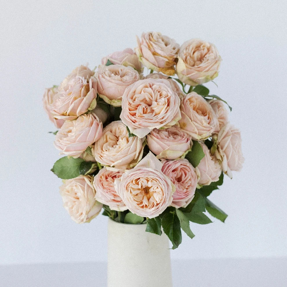 Sweet Catalina Roses Garden - alternative 1