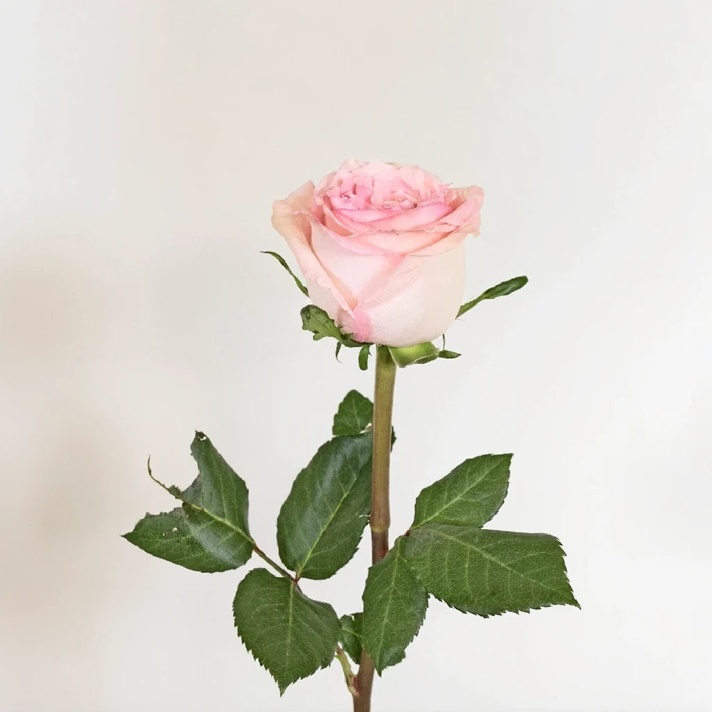 Sweet Elegance Roses Standard - main