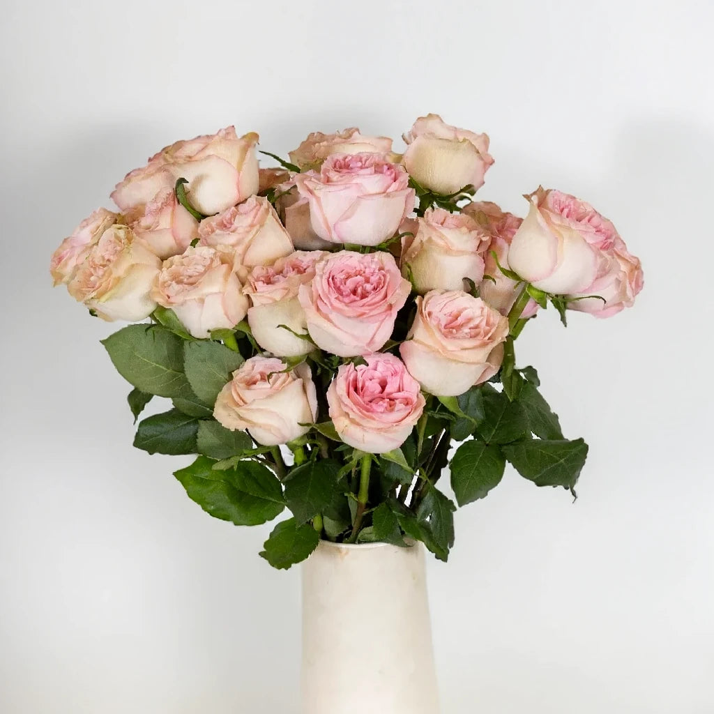 Sweet Elegance Roses Standard - alternative 1