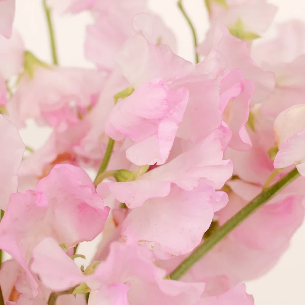 Soft Pink Sweet Peas - main