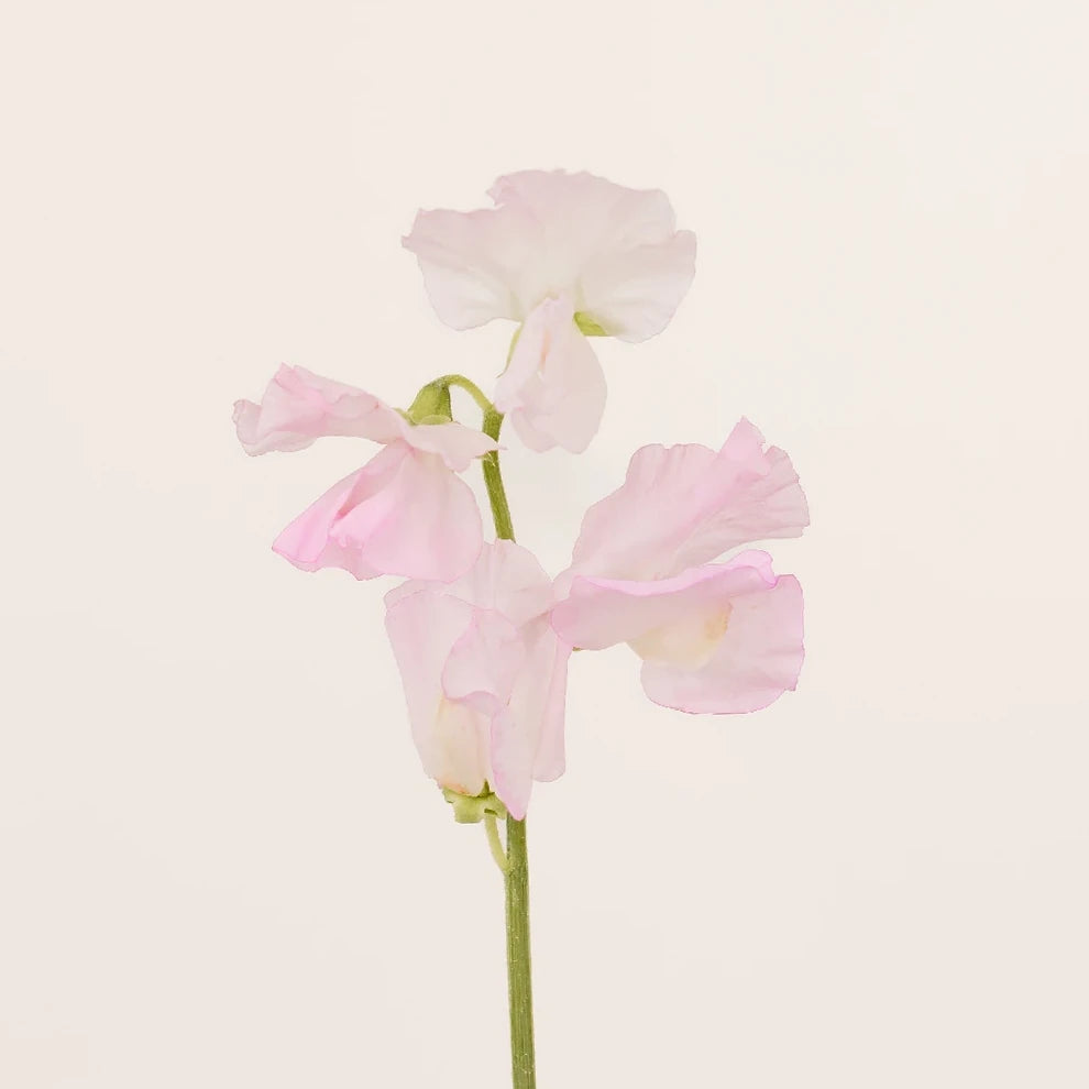 Soft Pink Sweet Peas - alternative 2