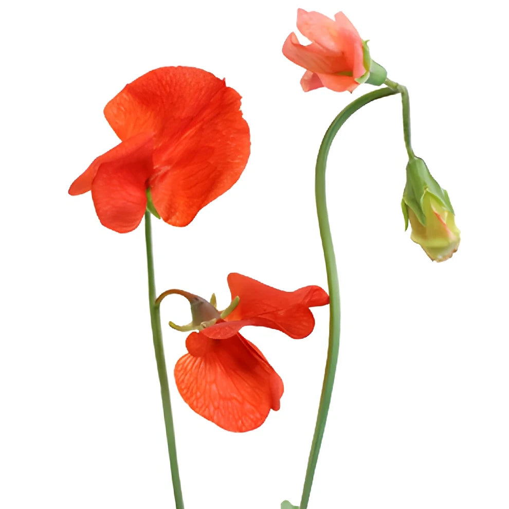 Red Sweet Peas - alternative 1